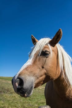a Horse