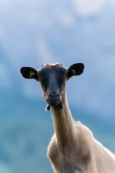 goats