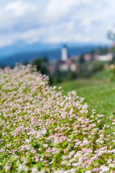 buckwheat field - Landscape in Oberbozen - South tyrol