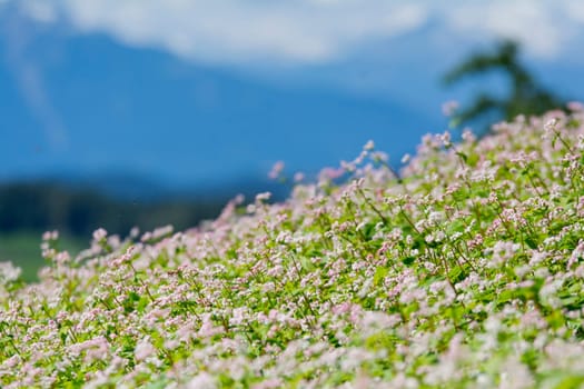 buckwheat field - Landscape in Oberbozen - South tyrol
