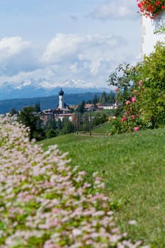 buckwheat field - Landscape in Oberbozen - South tyrol