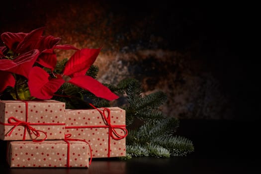 Christmas decoration with Red Poinsettia flowers (Euphorbia Pulcherrima), fir branch and gift boxes on a dark background. New year and Christmas background with copy space. Greeting card.