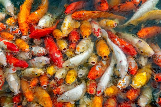 group of multi-colored koi carps fighting for food
