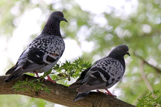 Two city pigeons on a park tree