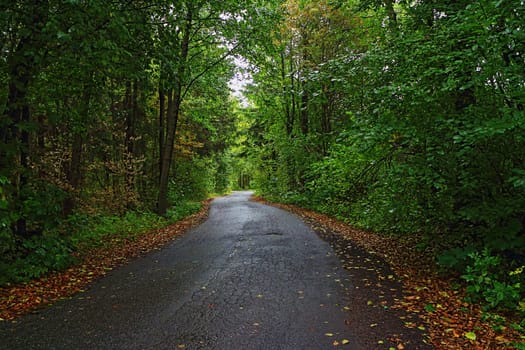 rainy autumn road through the forest goes into the distance
