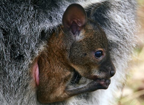 Offspring of the red-necked wallaby Macropus rufogriseus