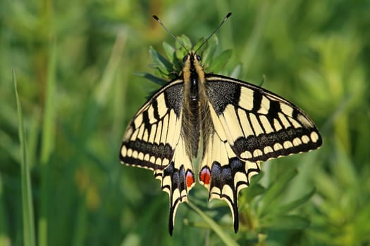 Macro Swallowtail Papilio machaon from the Saalbach lowlands near Hambrücken