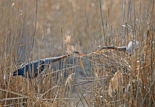 Two purple herons Ardea purpurea in the Wagenbach lowlands building their nests