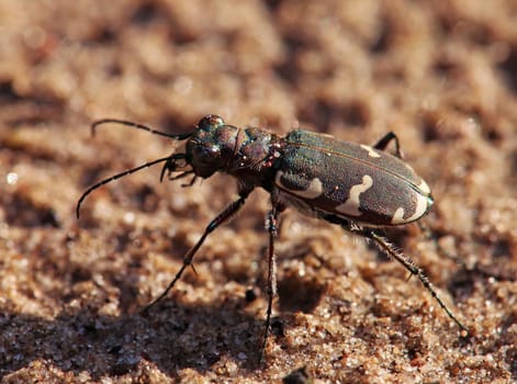 Macro Dune ground beetle Cicindela hybrida from the Saupfergbuckel in Walldorf