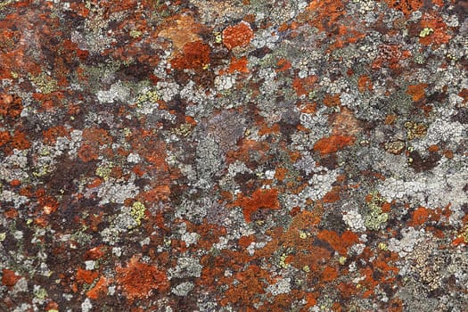 Colourful lichen growth on rocks in the Felbertal near Mittersill