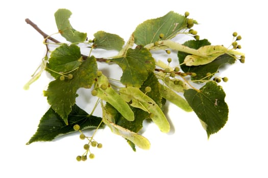 Linden branch with flowers on white background