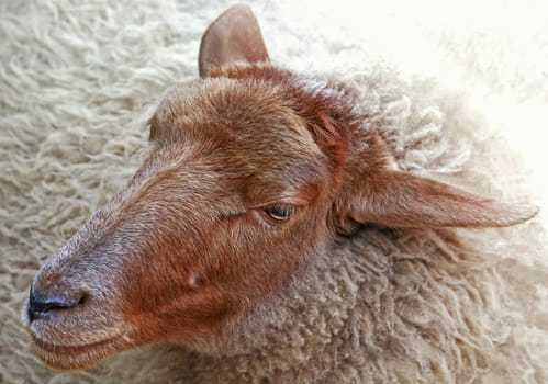 Portrait of a sheep