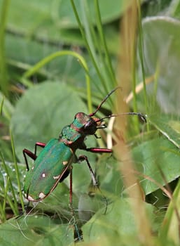 Field ground beetle Cicindela campestris from Pinzgau