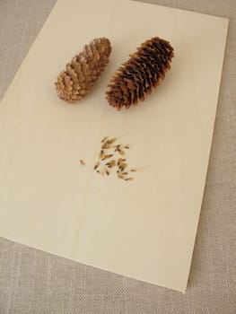 Cones and seeds of the blue spruce on a wooden board