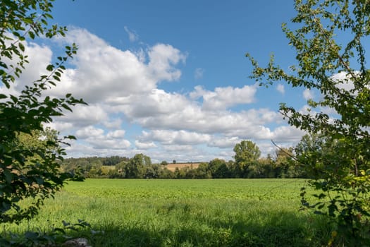 View through trees on a green field with hills and cloudy blue sky