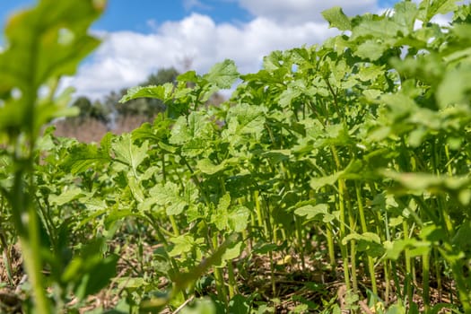 Green mustard plants as green manure on a field with blue sky and clouds