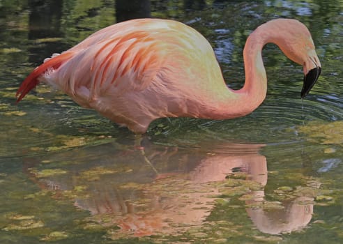 Flamingo with reflection in the water