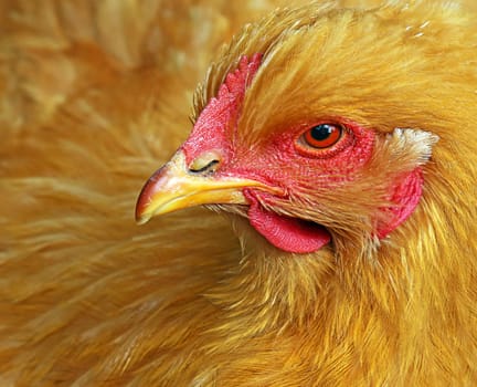 Portrait Cochin Domestic Chicken
