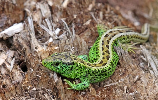 Male sand lizard Lacerta agilis
