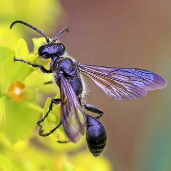 Macro image Steel blue cricket hunter Isodontia mexicana on steppe spurge Euphorbia seguieriana