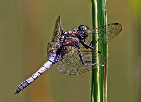 Macro Male flat belly Libellula depressa