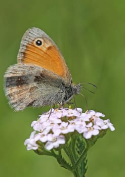 Macro Coenonympha pamphilus on yarrow Achillea millefolium