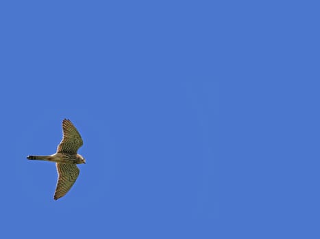 Kestrel Falco tinnunculus in flight
