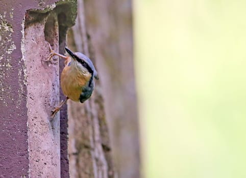 Nuthatch or woodpecker Sitta europaea at the nesting cave