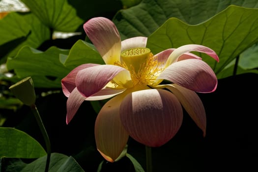Lotus flower