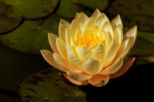 Water lily