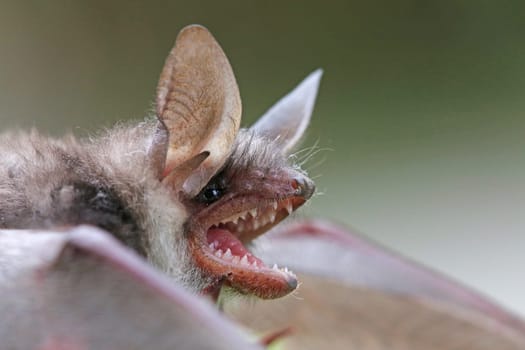 Head Study Large Mouse-eared Myotis myotis