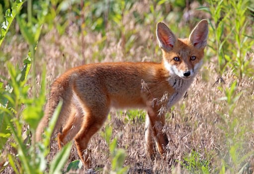 Encounter with a red fox Vulpes vulpes in the evening light
