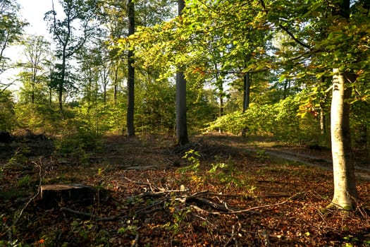 Scenic landscape with trees in forest in autumn.
