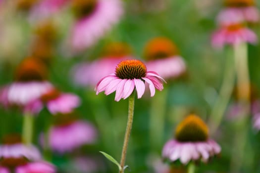 Head from Echinacea Flower in Blossom
