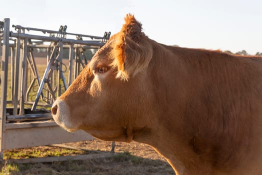 Head from a Cow in a rural Landscape sideways