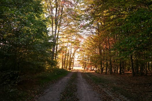 Colorful scenic landscape with trees in forest in autumn.