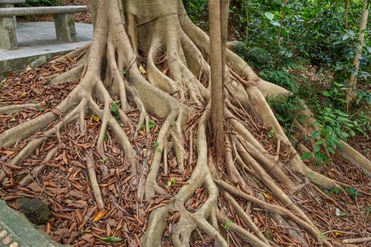 Hanging roots of an exotic tropical tree brown color merging with nature and leaving in the ground