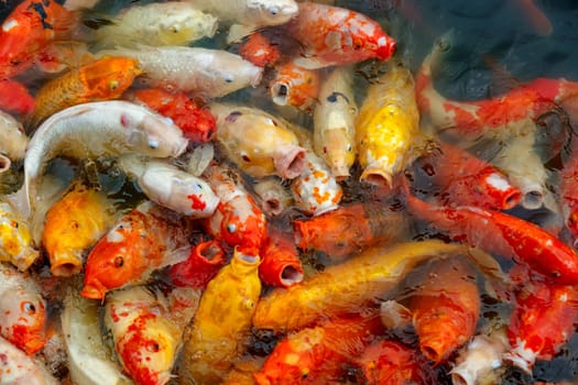 group of multi-colored koi carps fighting for food