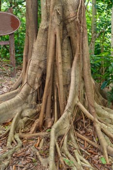 Hanging roots of an exotic tropical tree brown color merging with nature and leaving in the ground