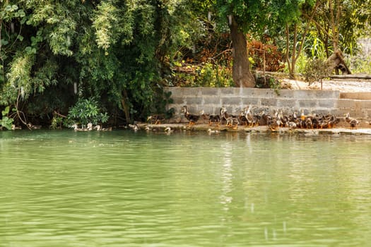 Water surface of the river of emerald color with a view of the coast and ducklings