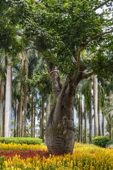 Scenic corner of the park in the center of the metropolis, bottle tree, Shenzhen, China, Asia