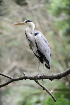 Grey Heron standing on branch with green background.