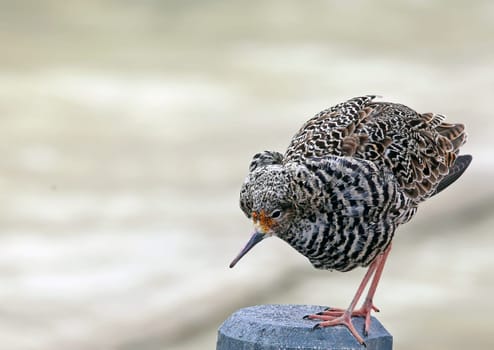 Telephoto Walker Philomachus pugnax