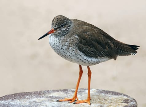 Telephoto Redshank Tringa totanus