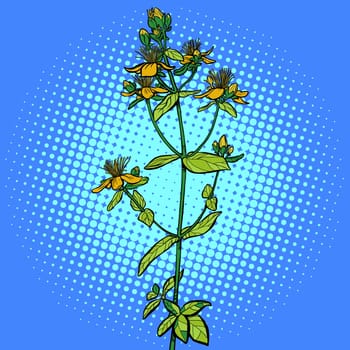 Hypericum. medicinal plant. Pop art retro vector illustration drawing