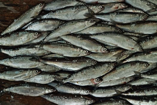 pile of small silver vendace fish at the fish market