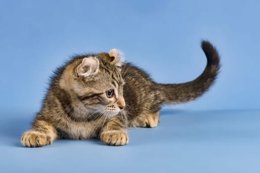 Pedigree cat American Curl (Felis silvestris catus),lying,black tabby blotched,juvenile,10 weeks,blue background