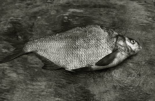 freshly caught bream with large scales on the gray weathered wooden board black and white