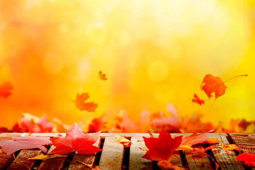 Golden autumn sunset with multi colored tree leaves