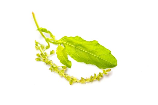 Holy Basil,Ocimum sanctum isolate on white background